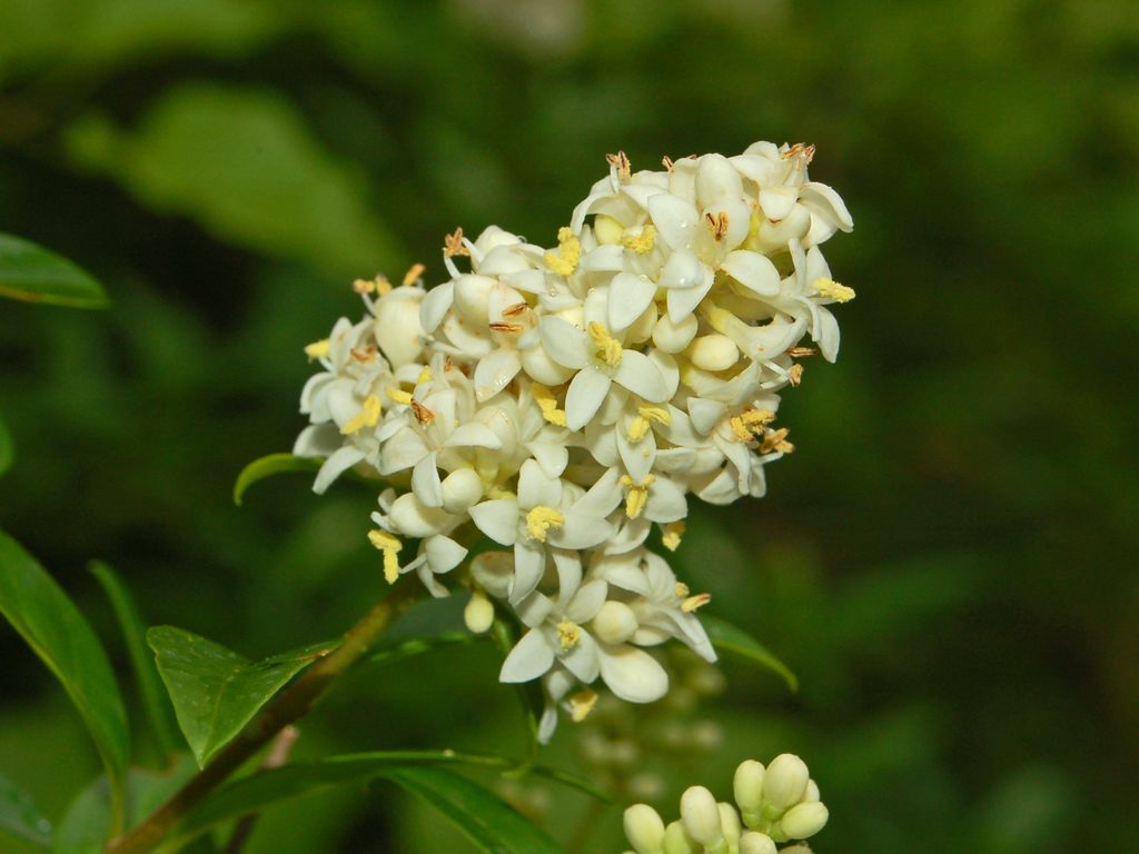 Un arbusto fiorito - Ligustrum cfr. vulgare